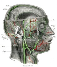 ANATOMIE,veines de la tête