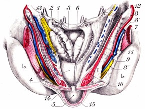 La prostate-Anatomie