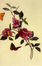 Bougainvillea flower