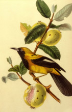 Branche de caroubier