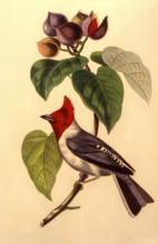 Fringille Paroare sur une branche de rocouyer