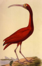 Ibis rouge