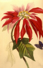 Poinsettia
