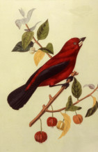 Ramphocèle Scarlatte mâle