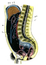 Le péritoine chez l'homme