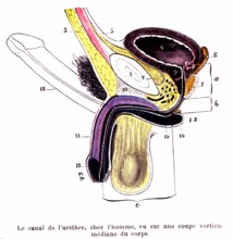 Pénis et canal de l'urètre