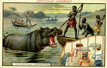 Chasse à l' hippopotame