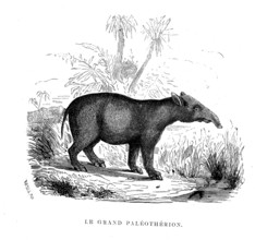 The big Paleotherion. From " The Universe before mankind " by M. Boitard,
Paris 1863