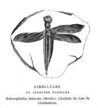 Heterophlebia dislocata ( by Brodie ) Fossil insect. From artwork " L'Univers
avant l' homme " by