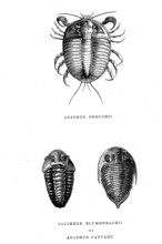 Asaphus  Debushii ( top)   Calimene  Blumenbachii , Asaphus cantadu
From " L'Univers avant l'