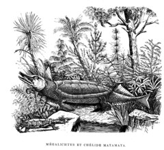 MEGALICHTYS and Chélide Matamata. from artwork " L'Univers avant l' homme " by M. Boitard.Published