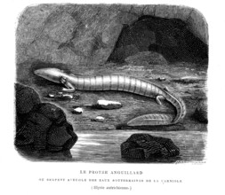 The protee eel, blind snake  in underground waters in Austria. from artwork
 " The Universe before