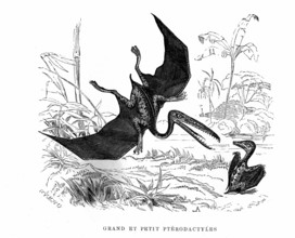 Big and small Pterodactylus. From " The Universe before mankind " artwork
by M. Boitard. Paris