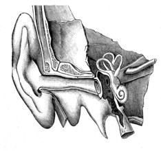 The hearing aid. From the artwork by Emile Desbeaux " Popular Physics "
1891       "Physique