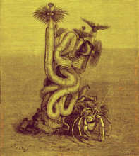 Serpula vermiculata ( Sedentary annelids ) Submarine zoology
1880
