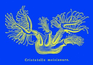 Cristatella mucedo. ( Bryozoan )Submarine Zoology. Artwork by Mme Gustave
Demoulin " Animaux