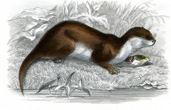 La loutre
1846
Planche illustrée parue dans l'ouvrage "Le Règne Animal distribué d'après son