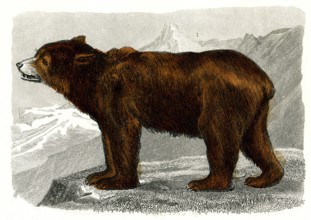 L'ours brun
1846
Planche illustrée parue dans l'ouvrage "Le Règne Animal distribué d'après son
