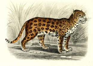 Le Jaguar
1846
Planche illustrée parue dans l'ouvrage "Le Règne Animal distribué d'après son