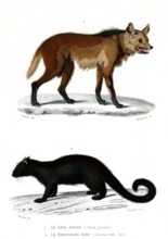 1 ) Canis jubatus
2 ) Ictides ater
1846
Planche illustrée parue dans l'ouvrage "Le Règne Animal