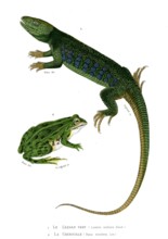 1 ) Lacerta ocellata           1846
2 ) Rana esculenta
Planche illustrée parue dans l'ouvrage "Le