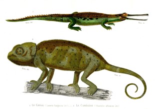 1 ) Lacerta Gangetica             1846
2 ) Chameleo africanus
Planche illustrée parue dans
