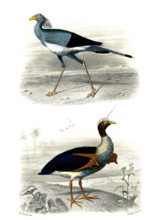 1 ) Le secrétaire       1846
2 ) Le Kamichi
Planche illustrée parue dans l'ouvrage "Le Règne