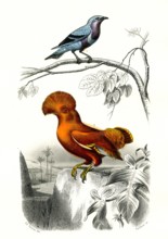 1 ) le cordon bleu       1846
2 ) Le coq de roche
Planche illustrée parue dans l'ouvrage "Le