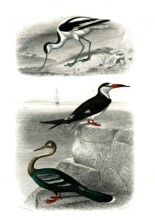 1 ) l'avocette     1846
2 ) le bec en ciseaux
3 ) l' anihnga
Planche illustrée parue dans