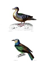 1 ) Coloba cruentata         1846
2 ) Cor viridis  ( Le rollier vert )
Planche illustrée parue