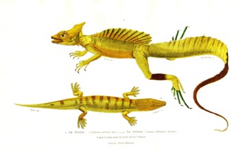 1 ) Basiliscus mitrotus                 1846
2 ) Scincus officinalis
Planche illustrée parue dans