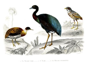 1 ) Le tinamou varié          1846
2 ) L'agami
3 ) Le roi des fourmilières
Planche illustrée