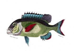 Dentex Macrocephalus
1849
Planche illustrée parue dans l'ouvrage "Le Règne Animal distribué