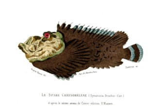 Synanccia Brachio      Cuvier
1846
Planche illustrée parue dans l'ouvrage "Le Règne Animal