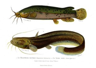 1 ) Malapterurus electricus
2 ) Silurus glanis
1846
Planche illustrée parue dans l'ouvrage "Le