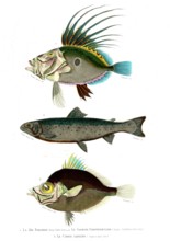 1 ) Zeus Faber                       1846
2 ) Salmo Schiffermulleri
3 ) Capros aper
Planche