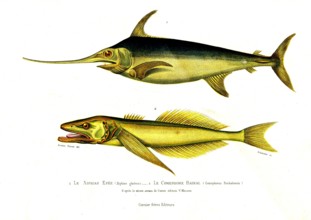 1 ) Xiphias gladius         1846
2 ) Comephorus Baikalensis
Planche illustrée parue dans