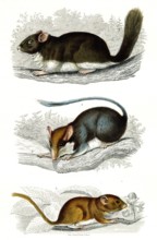 1 ) Le loir                 1846
2 ) Le Lérot
3 ) Le muscardin
Planche illustrée parue dans