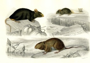 1 ) Le rat     1846
2 ) La souris
3 ) Le rat d'eau
Planche illustrée parue dans l'ouvrage "Le