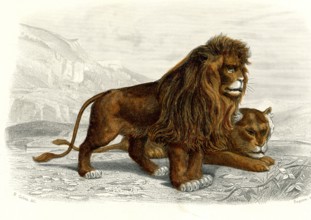 Le lion
1846
Planche illustrée parue dans l'ouvrage "Le Règne Animal distribué d'après son