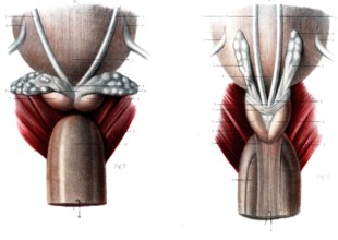 Anatomie de la prostate
Fig 1 : vésicules séminales en place
Fig 2 : vésicules injectées au