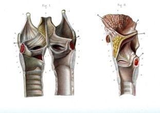 Anatomie du larynx-1866