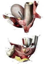 Le perinée de l'homme ( Couches profondes )