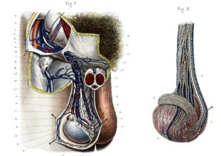 Vaisseaux du testicule