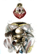 Organes génitaux de la femme