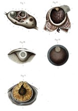 Structure de l'ovaire - 1866