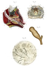 Structure de la prostate