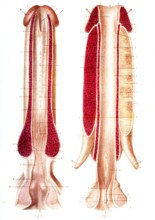 URETRE & corps caverneux ( Anatomie descriptive ) Pl. 46