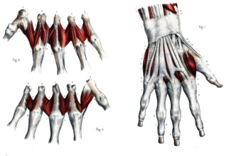 Région dorsale de la main