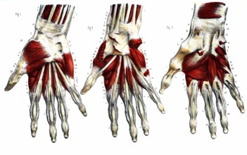 Région palmaire- Anatomie